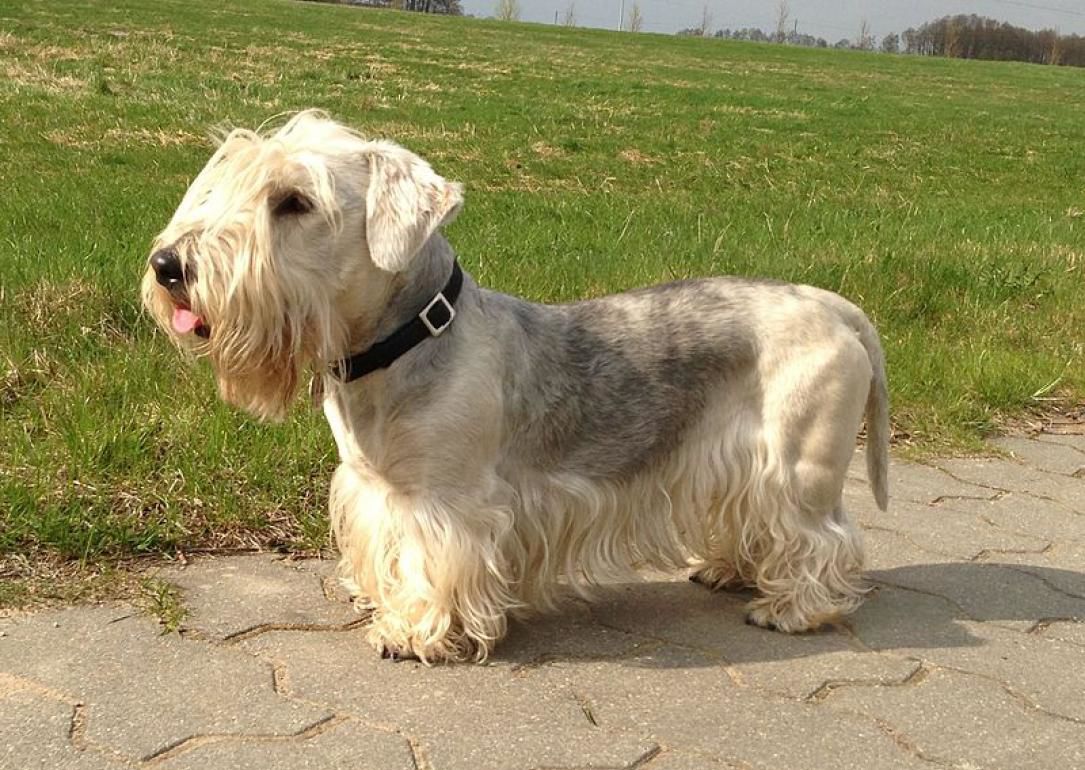 #43. Cesky terrier